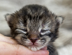 Wildfee's Norwegische Waldkatzen Wildfee's Xinnie - 1 Woche alt