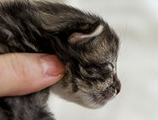 Wildfee's Norwegische Waldkatzen Wildfee's Xinnie - 1 Woche alt