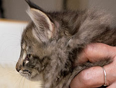 Wildfee's Norwegische Waldkatzen Wildfee's Xinnie - 10 Wochen alt