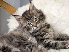 Wildfee's Norwegische Waldkatzen Wildfee's Xinnie - 10 Wochen alt