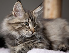 Wildfee's Norwegische Waldkatzen Wildfee's Xinnie - 12 Wochen alt