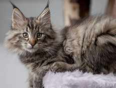 Wildfee's Norwegische Waldkatzen Wildfee's Xinnie - 12 Wochen alt