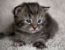 Wildfee's Norwegische Waldkatzen Wildfee's Xinnie - 2 Wochen alt