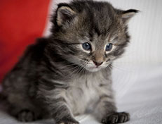 Wildfee's Norwegische Waldkatzen Wildfee's Xinnie - 3 Wochen alt