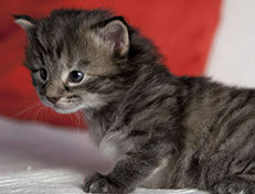 Wildfee's Norwegische Waldkatzen Wildfee's Xinnie - 3 Wochen alt