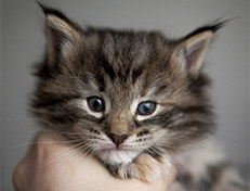 Wildfee's Norwegische Waldkatzen Wildfee's Xinnie - 4 Wochen alt
