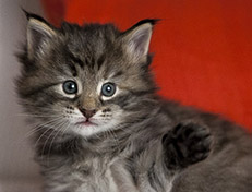 Wildfee's Norwegische Waldkatzen Wildfee's Xinnie - 4 Wochen alt