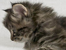 Wildfee's Norwegische Waldkatzen Wildfee's Xinnie - 5 Wochen alt