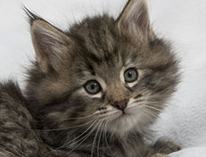 Wildfee's Norwegische Waldkatzen Wildfee's Xinnie - 6 Wochen alt