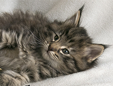 Wildfee's Norwegische Waldkatzen Wildfee's Xinnie - 6 Wochen alt