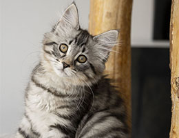Wildfee's Norwegische Waldkatzen Wildfee's Xarra - 8½ Wochen alt