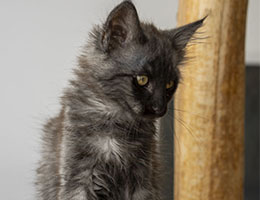 Wildfee's Norwegische Waldkatzen Wildfee's Xeja - 8½ Wochen alt