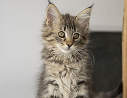 Wildfee's Norwegische Waldkatzen Wildfee's Xirri - 8½ Wochen alt