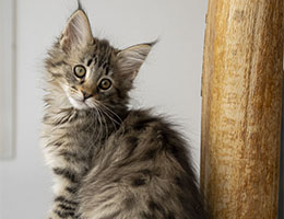 Wildfee's Norwegische Waldkatzen Wildfee's Xirri - 8½ Wochen alt