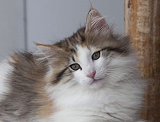 Wildfee's Norwegische Waldkatzen Wildfee's Ygritte - 12 Wochen alt