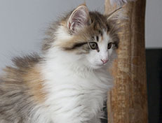 Wildfee's Norwegische Waldkatzen Wildfee's Ygritte - 12 Wochen alt