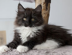 Wildfee's Norwegische Waldkatzen Wildfee's Ylvie - 12 Wochen alt