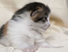 Wildfee's Norwegische Waldkatzen Wildfee's Ygritte - 2 Wochen alt