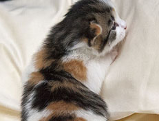 Wildfee's Norwegische Waldkatzen Wildfee's Ygritte - 2 Wochen alt
