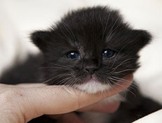 Wildfee's Norwegische Waldkatzen Wildfee's Ylvie - 2 Wochen alt