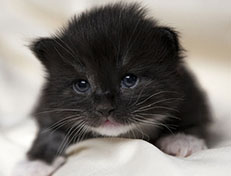 Wildfee's Norwegische Waldkatzen Wildfee's Ylvie - 2 Wochen alt