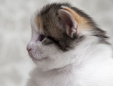 Wildfee's Norwegische Waldkatzen Wildfee's Ygritte - 3 Wochen alt