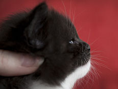 Wildfee's Norwegische Waldkatzen Wildfee's Ylvie - 3 Wochen alt