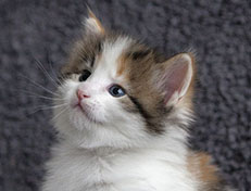 Wildfee's Norwegische Waldkatzen Wildfee's Ygritte - 4 Wochen alt
