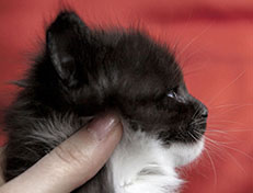Wildfee's Norwegische Waldkatzen Wildfee's Ylvie - 4 Wochen alt