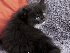 Wildfee's Norwegische Waldkatzen Wildfee's Ylvie - 4 Wochen alt