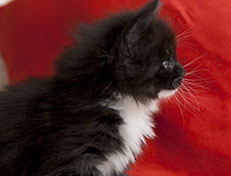 Wildfee's Norwegische Waldkatzen Wildfee's Ylvie - 5 Wochen alt
