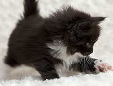 Wildfee's Norwegische Waldkatzen Wildfee's Ylvie - 5 Wochen alt