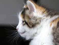Wildfee's Norwegische Waldkatzen Wildfee's Ygritte - 6 Wochen alt