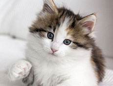Wildfee's Norwegische Waldkatzen Wildfee's Ygritte - 6 Wochen alt