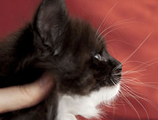 Wildfee's Norwegische Waldkatzen Wildfee's Ylvie - 6 Wochen alt