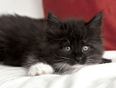 Wildfee's Norwegische Waldkatzen Wildfee's Ylvie - 6 Wochen alt
