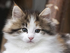 Wildfee's Norwegische Waldkatzen Wildfee's Ygritte - 7 Wochen alt