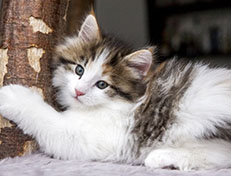 Wildfee's Norwegische Waldkatzen Wildfee's Ygritte - 7 Wochen alt