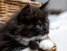 Wildfee's Norwegische Waldkatzen Wildfee's Ylvie - 7 Wochen alt