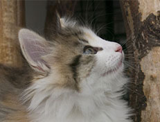 Wildfee's Norwegische Waldkatzen Wildfee's Ygritte - 9 Wochen alt