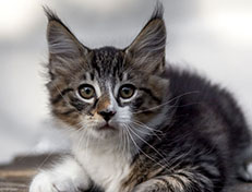 Wildfee's Norwegische Waldkatzen Wildfee's Zazazu - 10 Wochen alt