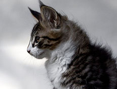 Wildfee's Norwegische Waldkatzen Wildfee's Zazazu - 10 Wochen alt