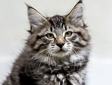 Wildfee's Norwegische Waldkatzen Wildfee's Zessin - 10 Wochen alt
