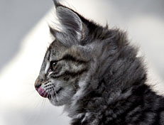 Wildfee's Norwegische Waldkatzen Wildfee's Zessin - 10 Wochen alt