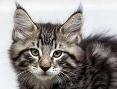 Wildfee's Norwegische Waldkatzen Wildfee's Zizou - 10 Wochen alt