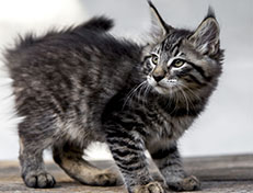 Wildfee's Norwegische Waldkatzen Wildfee's Zizou - 10 Wochen alt