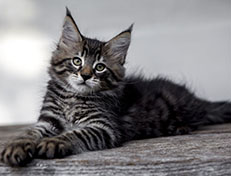 Wildfee's Norwegische Waldkatzen Wildfee's Zodor - 10 Wochen alt