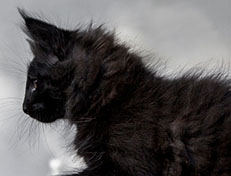 Wildfee's Norwegische Waldkatzen Wildfee's Zoe - 10 Wochen alt