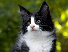 Wildfee's Norwegische Waldkatzen Wildfee's ZsaZsa - 10 Wochen alt
