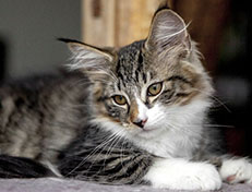 Wildfee's Norwegische Waldkatzen Wildfee's Zazazu - 12 Wochen alt